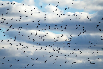 A large spring flock of wild doves flying on the sky against dramatic clouds. Main flock of Common wood pigeon (Columba palumbus) and a small addition of European starling (Sturnus vulgaris).