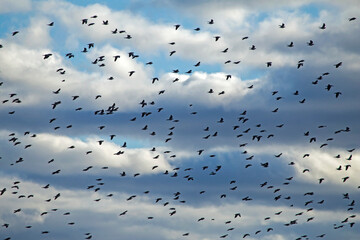 A large spring flock of wild doves flying on the sky against dramatic clouds. Main flock of Common...