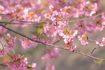早春の河津桜とメジロ　広島県呉市蒲刈島　県民の浜