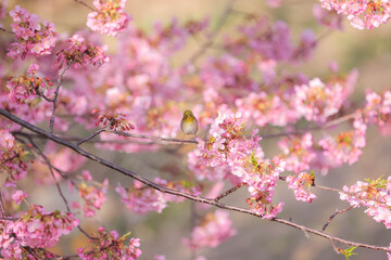 早春の河津桜とメジロ　広島県呉市蒲刈島　県民の浜