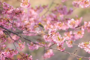 早春の河津桜とメジロ　広島県呉市蒲刈島　県民の浜