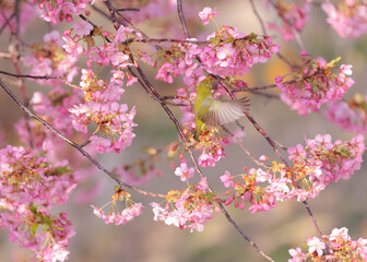 早春の河津桜とメジロ　広島県呉市蒲刈島　県民の浜