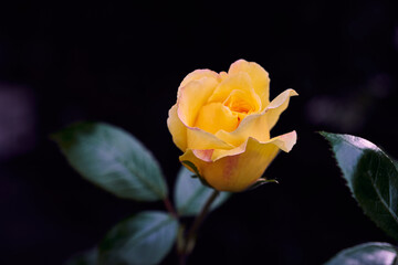 yellow rose with dark background