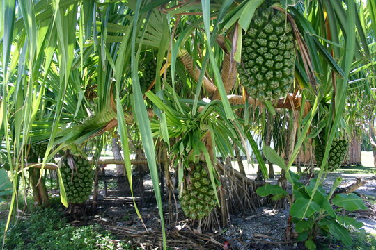 Pandanus tree with multiple pandanus fruits