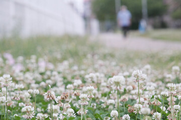 Fototapeta premium 公園のシロツメクサ。早朝散歩をする人。白クローバーの花言葉は「私を思って」「約束」