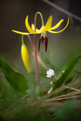 Obraz premium Glacier Lily