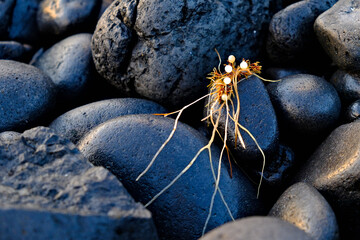 Sargasso (Sargassum) sea weed between dark stones on the beach.