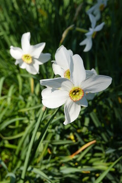 Narcissus poeticus, the poet's daffodil, poet's narcissus, nargis, pheasant's eye, findern flower or pinkster lily, was one of the first daffodils to be cultivated
