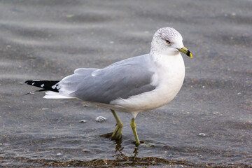 seagull on the beach