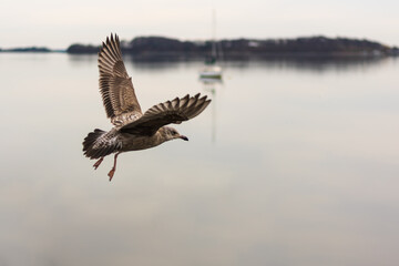 Fototapeta premium seagull flying over the water