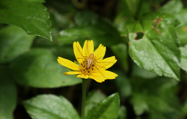A spider camouflage as pollen and covered whole pollen on a yellow flower and waits to catch insects that come in search of nectar