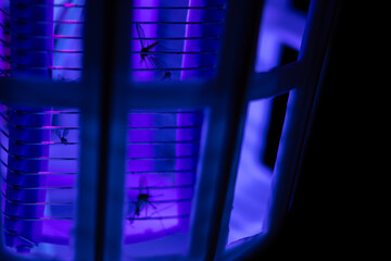 Electric mosquito trap attract insects with UV light.