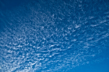 Fototapeta na wymiar Pure white fluffy clouds (cirrus) in vivid blue sky.