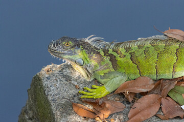Primer plano de una iguana en su hábitat natural