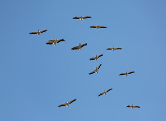 Brown Pelicans flying in formation, illuminated by the sun
