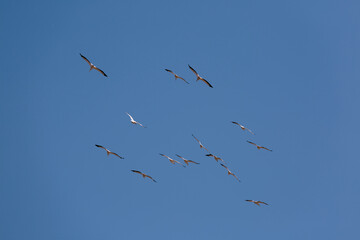 Brown Pelicans flying in formation, illuminated by the sun
