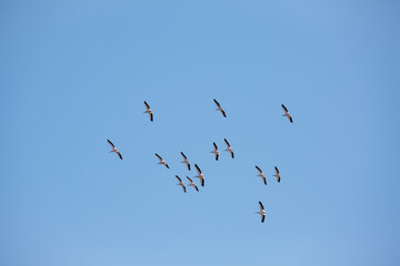 Brown Pelicans flying in formation, illuminated by the sun
