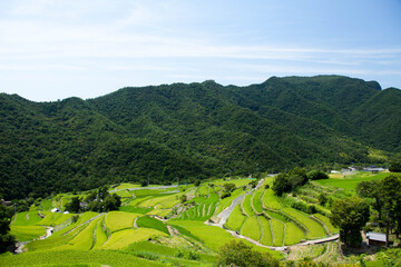 rice terraces in island
