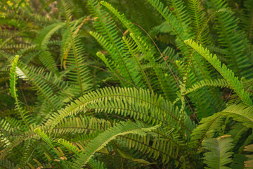 fern leaf in the forest