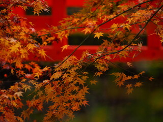 鮮やかな紅葉