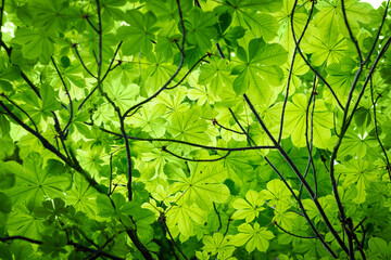 Chestnut fresh spring green leaves bottom view
