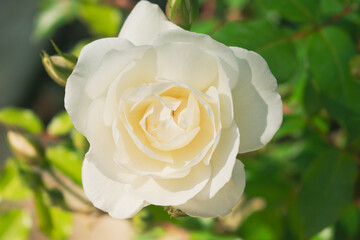 white rose on green background