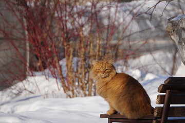 Cat in the snow.