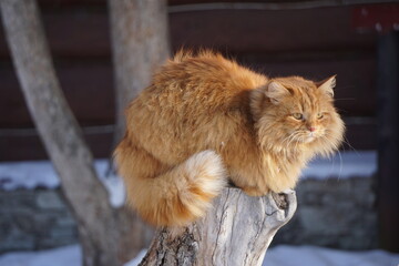 Cat on a tree.