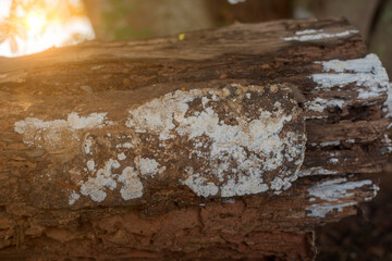 White lichen on the old timber wood