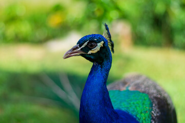close up portrait of peacock