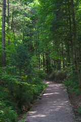 Fototapeta premium Early summer scenery of Dabie Mountain Bodao Peak Scenic Area in Luotian, Huanggang, Hubei, China