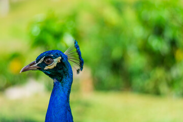 Fototapeta premium close up portrait of peacock