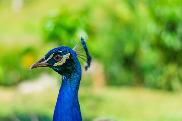 close up portrait of peacock