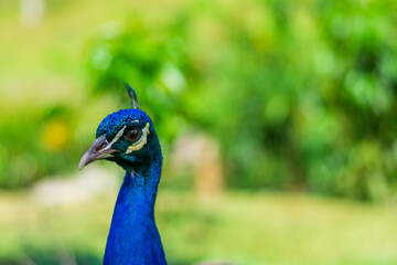 Fototapeta premium close up portrait of peacock
