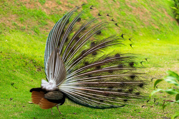 peacock with feathers out from behind
