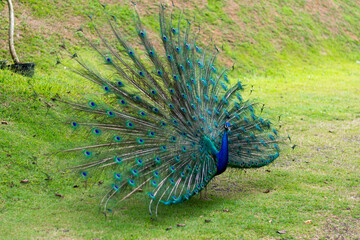 peacock with feathers out