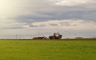 Fototapeta na wymiar The tractor works in a green field in cloudy weather.