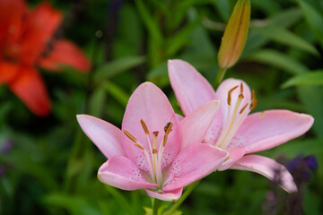 夏の庭のピンクの百合の花
