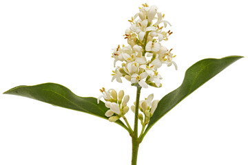 Inflorescence of privet, lat. Ligustrum, isolated on white background