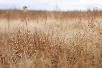 Obraz premium Autumn landscape. Field of dry grass. Plants in the foreground in focus, blurred background. Gentle warm pastel colors.