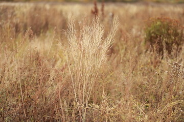 Autumn landscape. Field of dry grass.  Plants in the foreground in focus, blurred background. Gentle warm pastel colors.