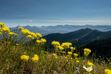 Yellow Wildflowers Bloom Along Mountain Slope with Range in Background