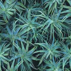 Sprawling cluster of aloe vera plants. Photographic seamless pattern. Topical medication, Dietary...