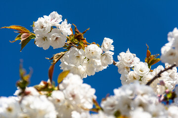 青空に映える白い桜