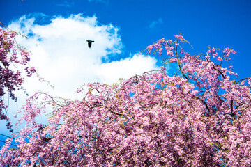 白いすじ雲と青空を背景に咲く桜