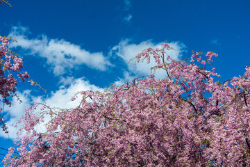 白いすじ雲と青空を背景に咲く桜