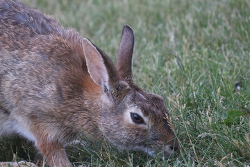 Wild rabbit in backyard in evening light feeding, sharing feeder with squirrels, hopping, eating and washing face