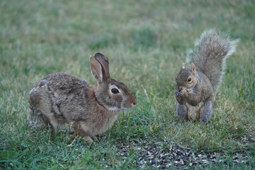 Wild rabbit in backyard in evening light feeding, sharing feeder with squirrels, hopping, eating and washing face