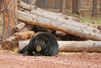 Black bear resting - Bearizona Wildlife Park, Arizona