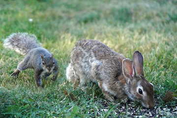Wild rabbit in backyard in evening light feeding, sharing feeder with squirrels, hopping, eating and washing face